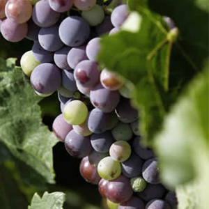 Les variétés des raisins AOP Malepère